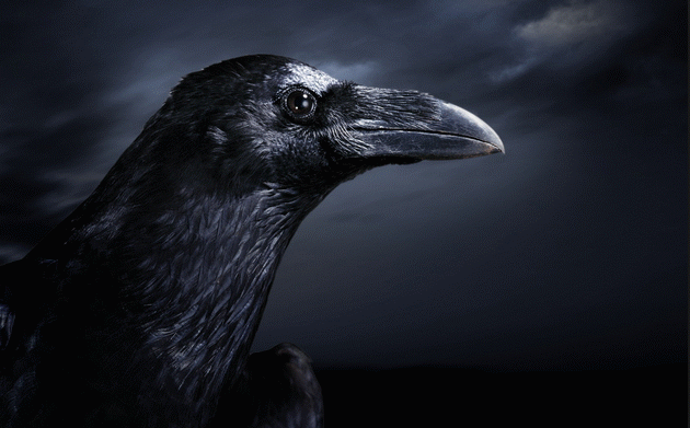 The Raven
