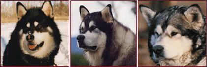 Wakon Giant Alaskan
                        Malamutes
